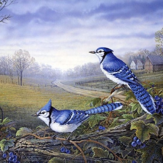 Пейзажные птицы художника Тимма Сэма